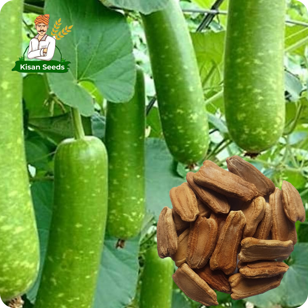 Bottle Gourd