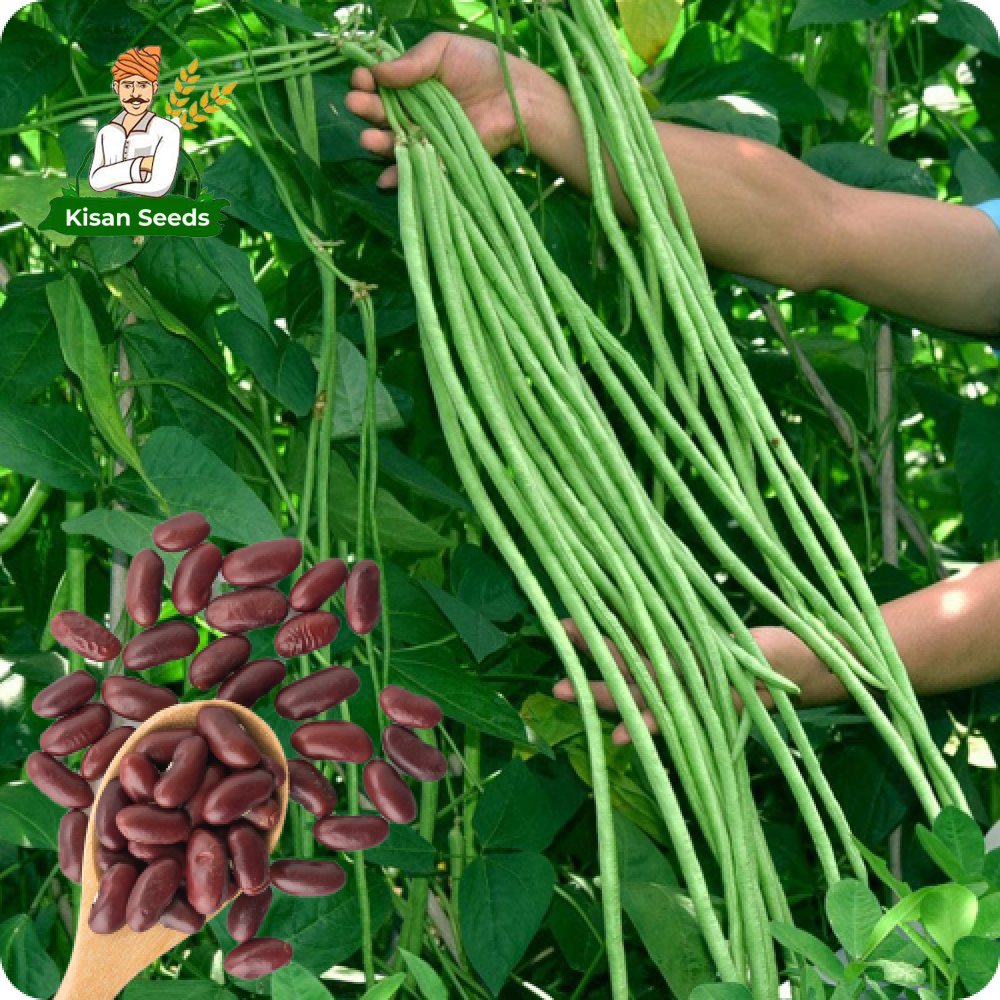 Beans