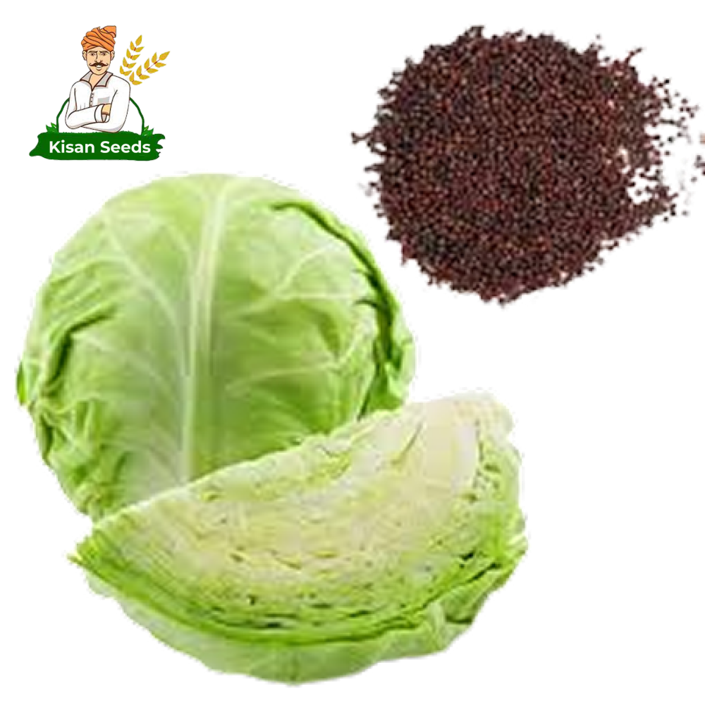 Cabbage