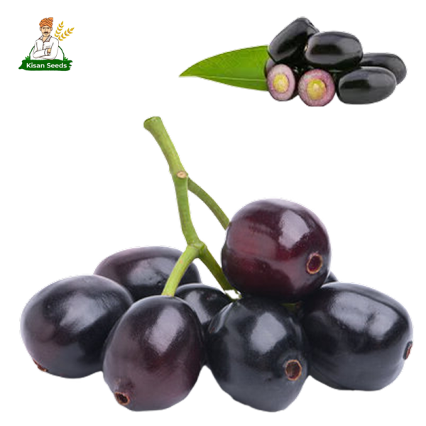 Blackberry