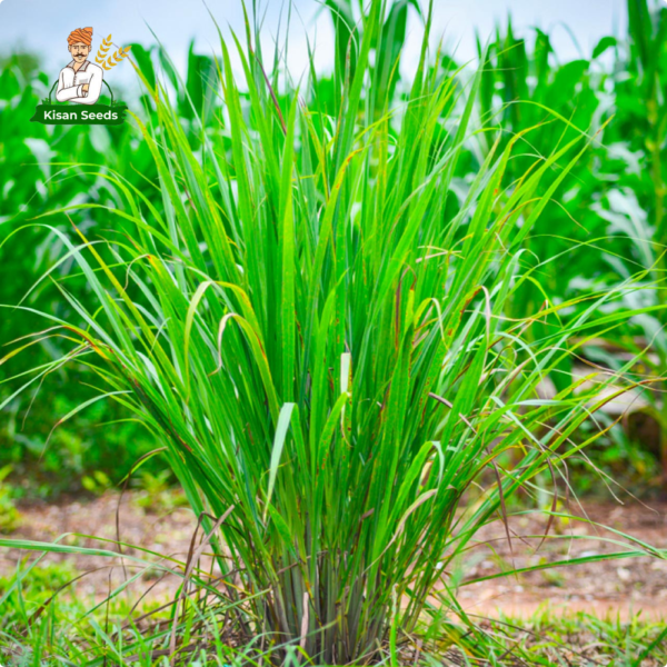 Lemongrass