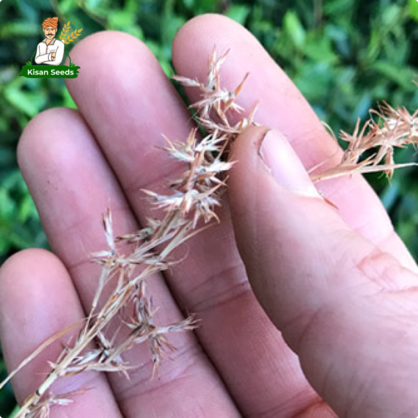 Lemongrass - Image 2