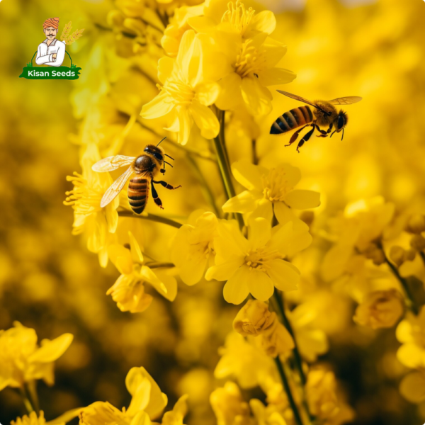 Organic Mustard Seed - Image 4