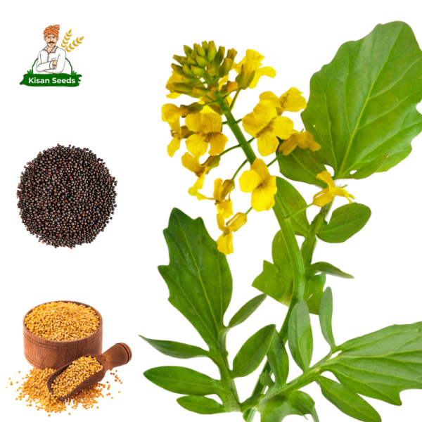 Organic Mustard Seed - Image 3