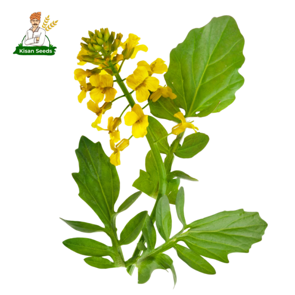Organic Mustard Seed - Image 2
