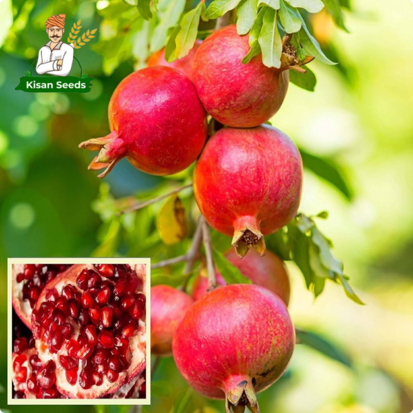 Pomegranate