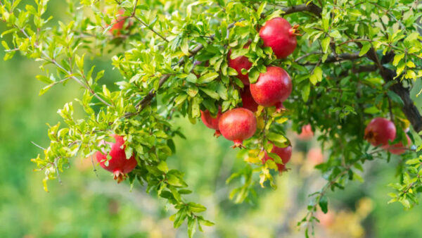 Pomegranate - Image 2