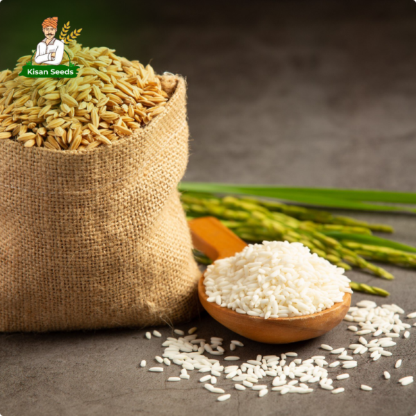 Organic Paddy Seed - Image 2