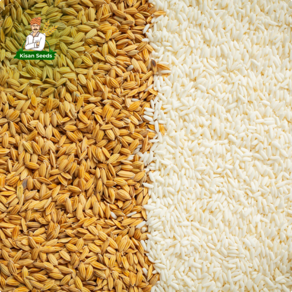 Organic Paddy Seed - Image 4