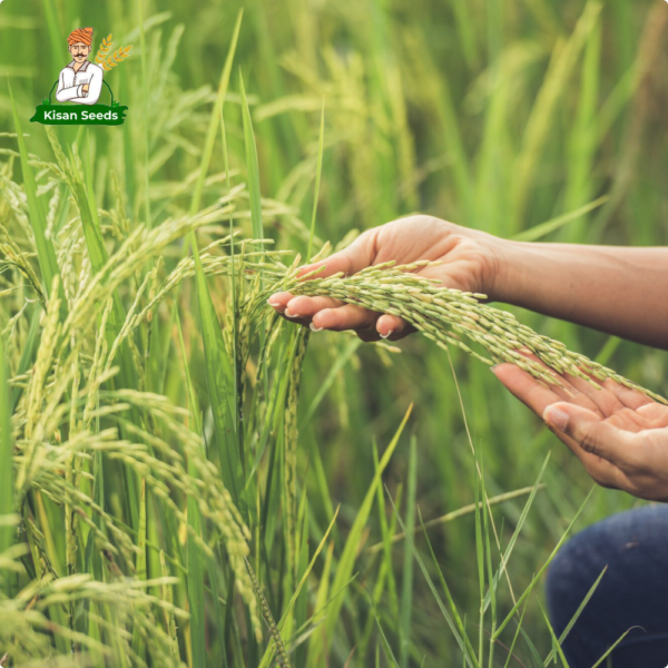 Organic Paddy Seed