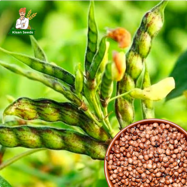 Organic Arhar (Toor Dal) Seed - Image 2