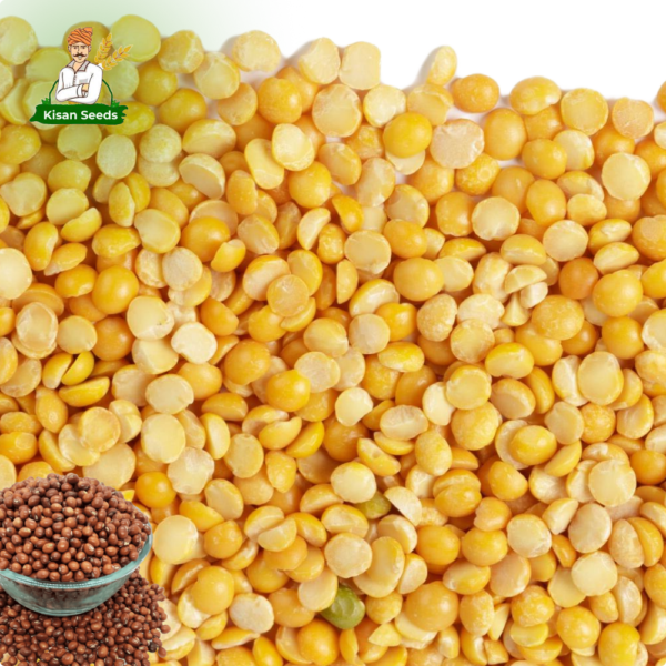 Organic Arhar (Toor Dal) Seed - Image 3